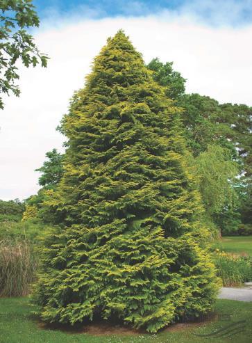 Blad: licht groen/ geel naalden dek, de