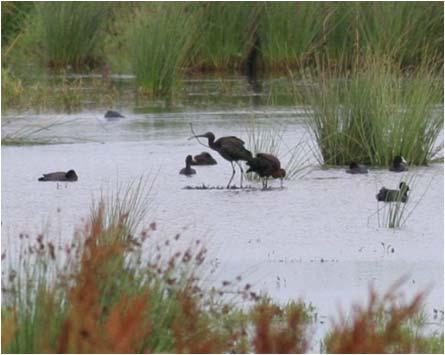 Roerdomp (17) Met een totaal van 17 roepende vogels tussen de datumgrenzen mogen we dit jaar niet klagen.