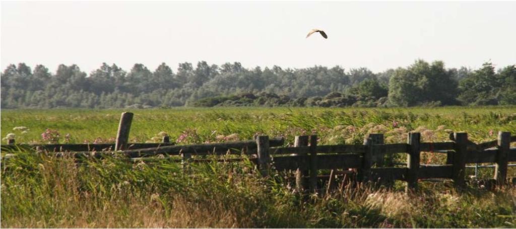 is. In onderstaande gebieden werden vogels gehoord: Tetjehorn 1 Roodkeelplasje, Lauwersmeer 1 Leekstermeergebied 6 Woudbloem 1 Termunterzijldiep 1 Noordoever Zuidlaardermeer 1 WBMP 1 KWBP 1 Eemshaven