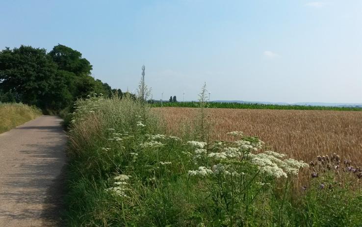 Wanneer er vanaf de planlocatie een blik geworpen wordt op de holle weg is op de achtergrond een weide met fruitbomen zichtbaar (zie foto 3).