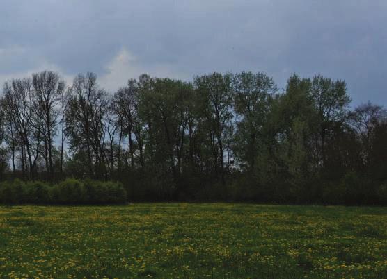 6.2 Uitbreiden hardhoutooibos De lager liggende delen van de oeverwallen waarop het huidige hardhoutooibos is gelegen zijn ecologisch gezien zeer geschikt voor uitbreiding.