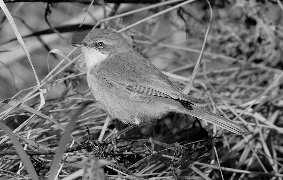 201 Skor, nr. 5, 2009 27 september >zw over de Tuintjes. Op 18 oktober vloog de eerste Pestvogel van het najaar over de Robbenjager (mogelijk dezelfde vogel werd gezien in de Sluftervallei).