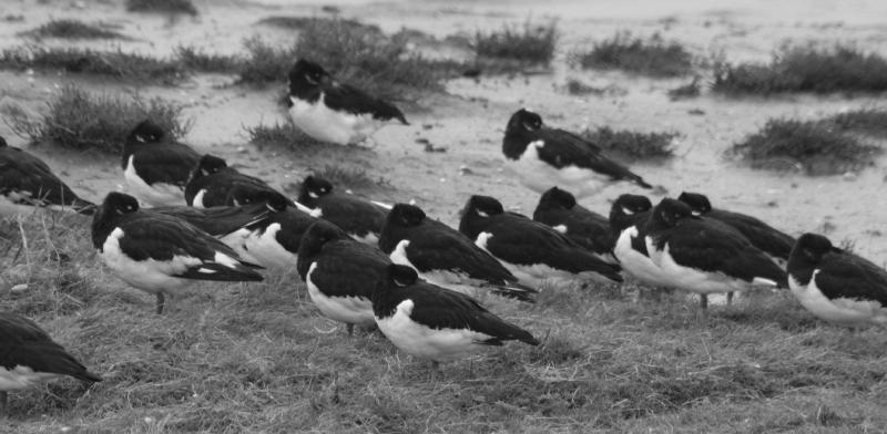 168 Skor, nr. 5, 2009 Buiten het broedseizoen komt de Scholekster in Nederland voornamelijk voor in de Waddenzee en de zoute delta. Vooral bij stormvloeden worden ook binnendijkse terreinen opgezocht.