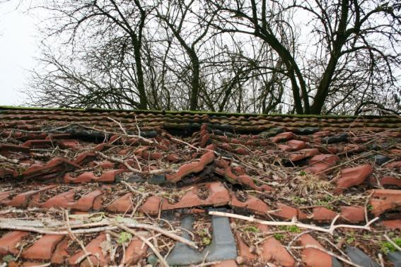 Slaapplaatsen Sommige vogelsoorten zoals houtduif, kauw en huismus, maar ook ransuilen, maken vooral buiten het broedseizoen gebruik van gemeenschappelijke slaapplaatsen.