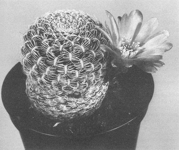 Fig. 1. Bloeiende Sulcorebutia alba Rausch Fig. 2.