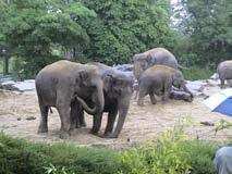 De dierentuin als oplossing ó hanneke muilwijk Als we soorten willen redden van uitsterven, lijkt een dierentuin een goede oplossing: alle soorten netjes bij elkaar, menselijke en medische hulp