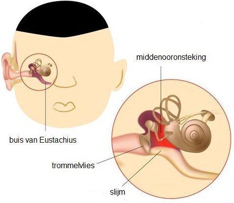 Via de gehoorgang komen geluidstrillingen bij het trommelvlies terecht. Het trommelvlies en de gehoorbeentjes zorgen ervoor dat de trillingen naar het slakkenhuis gevoerd worden.