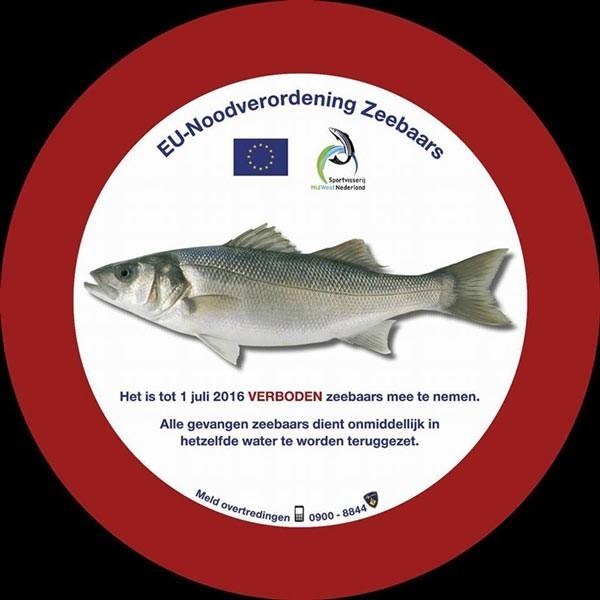 Sportvissers mogen tot 1 juli 2016 geen zeebaars meenemen. zeehengelsport.nl 2 Visserij met staande netten In Nederland bestaat de kleinschalige visserij vooral uit staande netten visserij.
