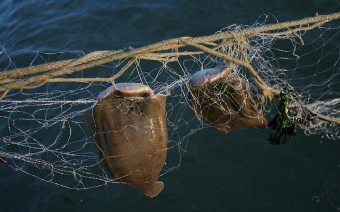 afval van het verloren vistuig in zee, waarbij met name plastic bestanddelen voor negatieve effecten kunnen