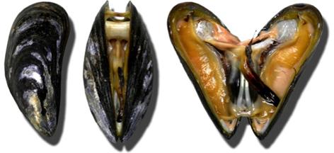 2.1. Blauwe mossel De blauwe mossel (Mytilus edulis) behoort tot de weekdieren en is een tweekleppig schelpdier. De gekweekte mossel wordt meestal verkocht bij een lengte van 4 à 6 cm lang.