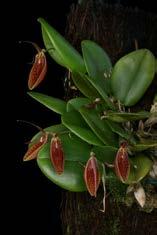 Octomeria crassifolia Herkomst: Zuid Amerika tot koud Bloem: 1 cm