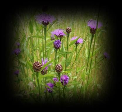 Benadering In het ERC-project bestuderen we de ondergrondse en bovengrondse interacties van areaal-uitbreidende planten en verwante inheemse