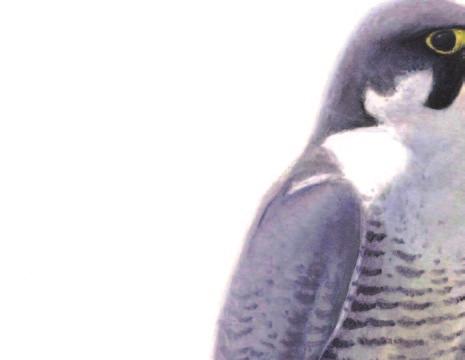 ; vind te Youtube zijn allerlei ﬁlmpjes Boek uit bibliotheek over vogels van Beleef Opwarmopdracht A: Invtariseer knis die kinr over vogels
