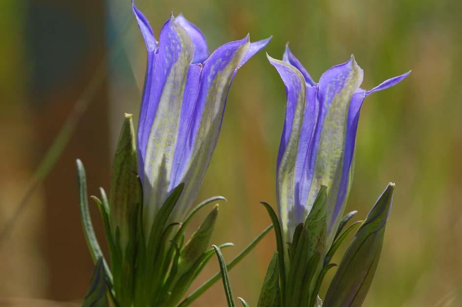Foto 4: Klokjesgentiaan is één van de kenmerkende soorten van heischraal grasland.
