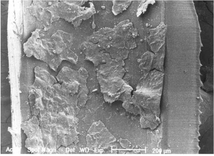 , JHI, 2004 «Biofilm ontwikkelt zich als gevolg van cyclische blootstelling aan