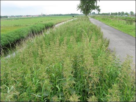 Een ruderale vegetatie op verstoorde bodem, met als indicatorsoort kruipertje, werd in beperkte mate aangetroffen net stroomopwaarts Zeltebrug (Van Kerckvoorde & Vermeersch, 2010).