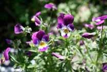 Driekleurig viooltje (Viola tricolor) Plantkunde Het driekleurig viooltje is eenjarig (soms meerderjarig) en groeit in heel Europa en Oost Azië.