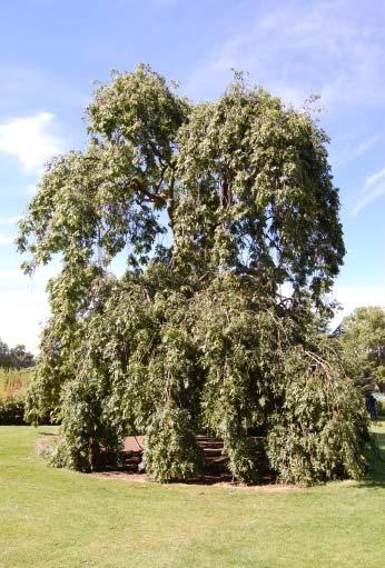 piramidaal open Liqsty latijnse naam Liquidambar styraciflua