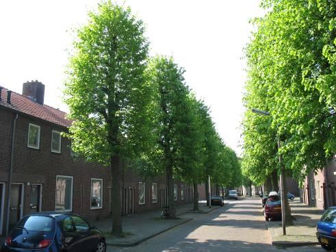 10 Sint Pieterstraat 10.1 OPGENOMEN BOMEN In de volgende tabel zijn de gegevens van de opgenomen bomen in de verharding van de Sint Pieterstraat samengevat.