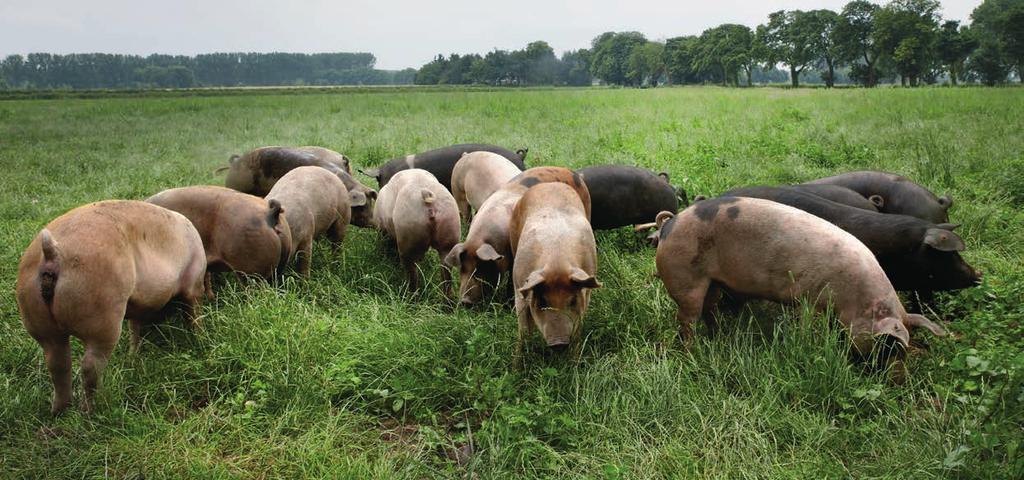 Livarvarkens eten een unieke melange granen, scharrelen in een weelde van ruimte en stammen van bijzondere rassen af.