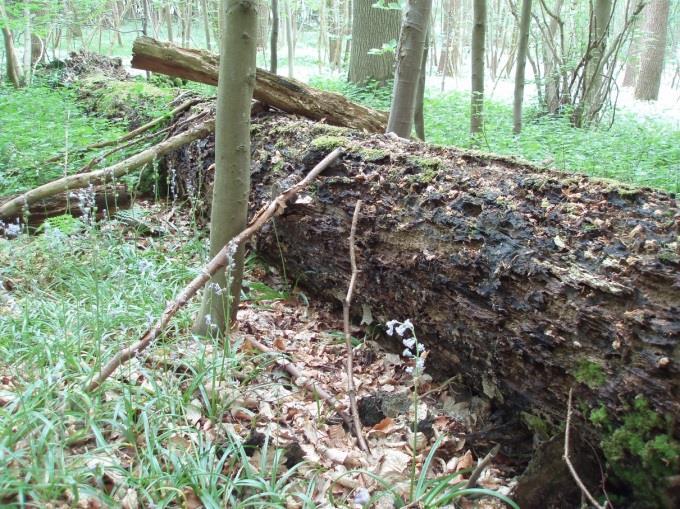 Belang van dood hout: nutriënten Afbraak dood hout: N-gelimiteerd (Hoge C/N) Fixatie N tijdens vertering door fungi (1) N-deposities effect op houtkwaliteit, versnelde afbraak (1,2) soortspecifieke