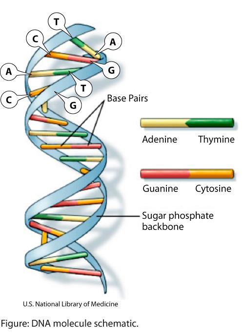 Als je al het DNA uit alle cellen van één persoon uitrolt en achter elkaar legt, dan kun je 500 keer naar de zon en terug.