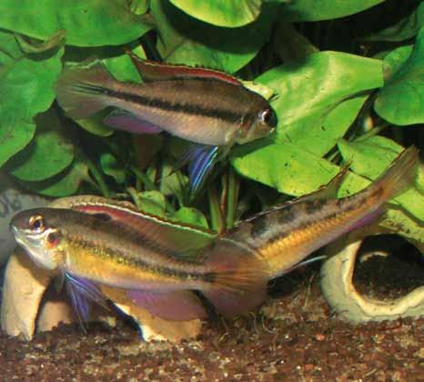 Drie mannetjes van Dicrossus spec. Rio Tapajos bij elkaar - De kleuren spelen een hoofdrol Dicrossus-soort, die voorkomt in de Rio Tapajos en is minder zeldzaam dan de variant van de Rio Negro.