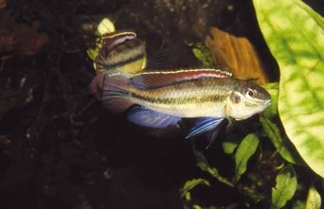 maar gelukkig ging geen van de door mij gekochte exemplaren dood. Meestal sterft het vrouwtje als eerste wanneer er in het aquarium iets misgaat en je er maar één van hebt.