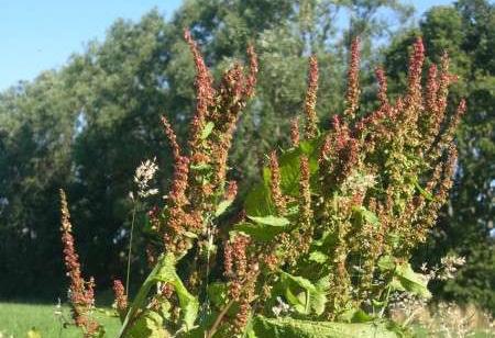 De bloempjes zitten aan de hoge bloeistengel. De plant heeft een lange, taaie, sterk vertakte penwortel. Bloemkleur: lichtgroen Hoogte: 30-300 cm. Bloeitijd: juni-oktober.