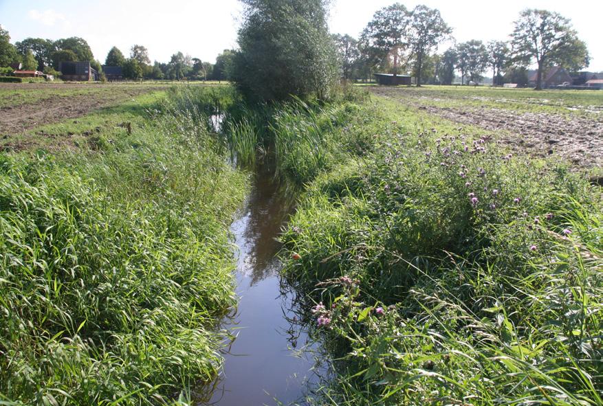 3. BEEKPROFIEL OVERLASTGEVENDE RUIGTEKRUIDEN Doel: Voorkomen van overlast van overlastgevende ruigtekruiden door te grote hoeveelheden en te grote haarden voor de bloei af te maaien.