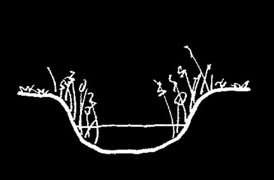 beekprofiel kwaliteitsbeeld Toelichting Overlastgevende ruigtekruiden zijn planten die hoog opschieten en vooral gedijen op stikstofrijke grond.