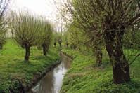 De nietoverwelfde stukken van de waterlopen zijn meestal geïntegreerd in parken, bossen en natuurgebieden waar zones met natte natuur nog een idee geven van het moerassige verleden van de regio.