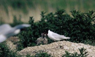 BROEDENDE MEEUWEN 68(3):111-119 117 Zwartkopmeeuw Larus melanocephalus (Foto: Marcel Vos) len echter snel de hoogte in: 56 broedparen in 1992 (waaronder 45 broedparen op de Hooge Maey te Lillo in