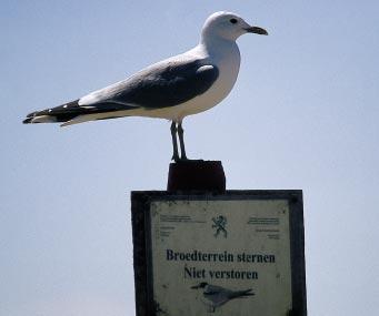 Sindsdien is de Stormmeeuw hier een jaarlijkse broedvogel met 1-2 paar. In 1994 werd voor het eerst ook een broedpaar vastgesteld in de Voorhaven te Zeebrugge.