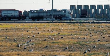 BROEDENDE MEEUWEN 68(3):104-110 105 ABSTRACT During the second half of the twentieth century, the number of Herring Gulls Larus argentatus in Belgium strongly increased from one pair in 1960 to 1703