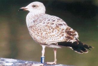 Presence of different age-classes of colour ringed Lesser Black-backed Gulls on the breeding site in the outer harbour of Zeebrugge.