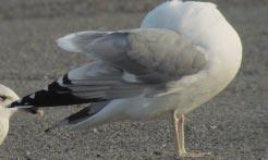 Een adulte vogel valt in het najaar op tussen de Zilvermeeuwen door de witte kop, donker oog, fletsgekleurde snavel en poten en een andere structuur. (Foto: Geert Spanoghe) re naam voor barabensis.