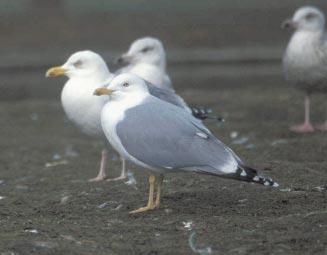 In dit artikel gaat het over Pontische en Geelpootmeeuwen, maar bedenk dat er zich bij de gewonere soorten als Zilvermeeuw, Kleine en Grote Mantelmeeuw even grote determinatieproblemen voordoen.