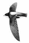 176 68(3): 176-178 NATUURPUNT VOGELWERKGROEPEN NIEUWS Nieuws van en voor de vogelwerkgroepen ALGEMEEN Prijs Henri Franckx: laatste oproep Deze prijs ter ondersteuning van natuurstudieprojecten wordt