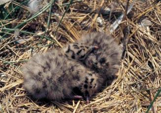 BROEDENDE MEEUWEN 68(3):104-110 109 Kuikens van Zilvermeeuw Larus argentatus in het nest, voorhaven Zeebrugge (Foto: Jeroen Van Waeyenberge) we broedgebieden te zoeken.