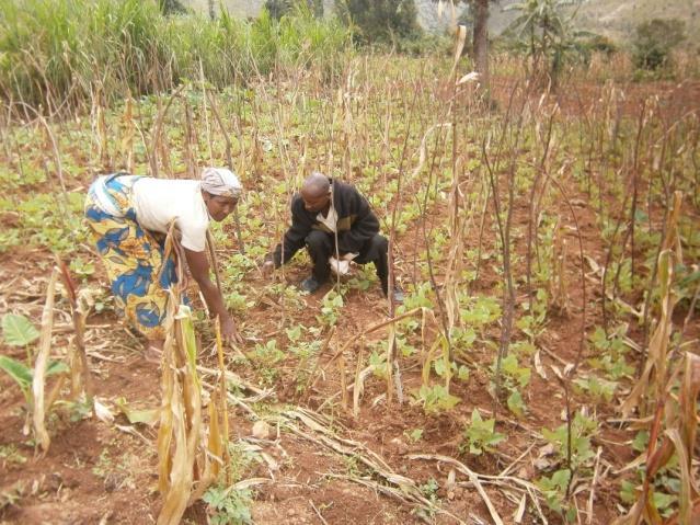 ontvangen (zie foto 3). 2 associaties verbonden aan het zadenproductiecentrum van Kibimba zijn getraind (1 associatie was voorzien).