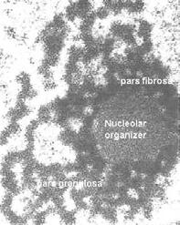 Organellen die informatie verwerken (informatiestroom: DNA mrna eiwit) Nucleus: duplicatie, transcriptie Nucleolus: transcriptie van rrna, assemblage ribosomen Ribosomen: translatie (RER, cytosol) IV.