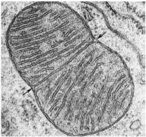 Mitochondriën vertonen een deling als bacteriën (fissie) bilaminair septum tussen 2 mito s