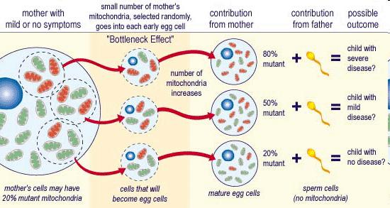 Mitochondriaal DNA: genetische ziektes