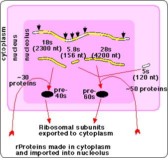 gen in actie (5S rrna) (1969) 9 5S Kern: nucleolus pars fibrosa transcriptie rrna processing rrna pars granulosa assemblage ribosomen