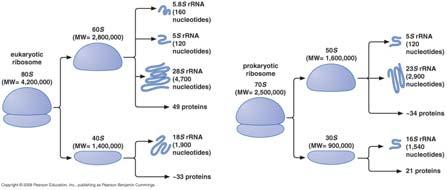 22 Organellen die informatie verwerken: ribosomen Vergelijking samenstelling eukaryote en prokaryote ribosomen - + A