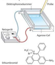 electroforesekamer stroombron DNA of RNA gelelektroforese probe Cellen: de basiseenheden van het leven IV. Organellen die informatie verwerken Nucleus, nucleolus, ribosomen V.