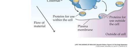 1 Het endoplasmatisch reticulum (ER) is een complexe fabriek V.