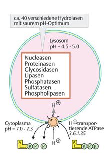 Het endomembranair systeem: lysosomen Ongeveer 0 verschillende hydrolasen met zure ph optima nucleasen proteïnasen glycosidasen lipasen fosfolipasen fosfatasen sulfatasen lysosoom