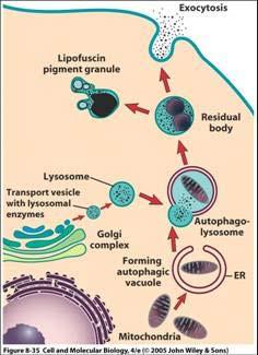 Tay- Sachs syndroom (hexosaminidase deficiëntie aminosuikerpolysacchariden worden niet meer afgebroken accumulatie neurodegeneratieve ziekte) biochemische morfologische structuren 1.